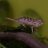 snake3c