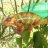PunchytheChameleon