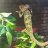 Chorrex75