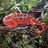 Mystique_Pepper