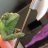 RobTheChameleonLover