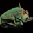 ChameleonSofia20
