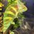 Goby0528