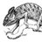 dot_the_chameleon