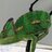 ClimbTheCanopy