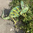 Chameleonfinder27