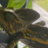 Chameleon dude .