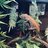 Chameleonlover#1