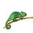 new chameleon owner888