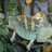REPTAR