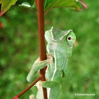 Chamaeleo senegalensis