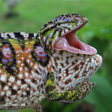 Furcifer lateralis