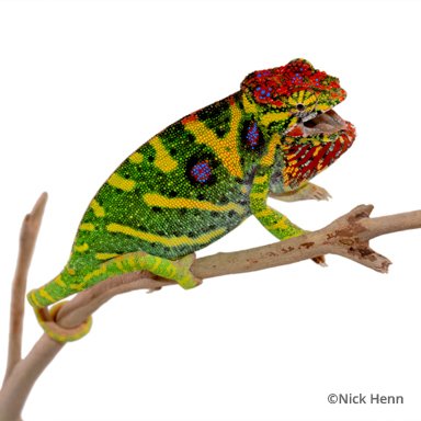 Furcifer minor