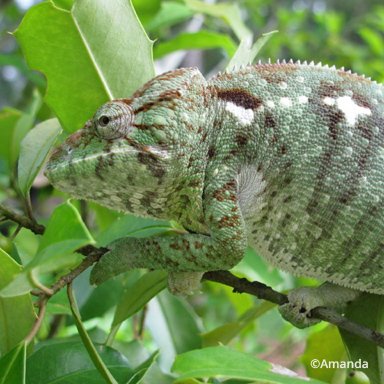 Furcifer oustaleti