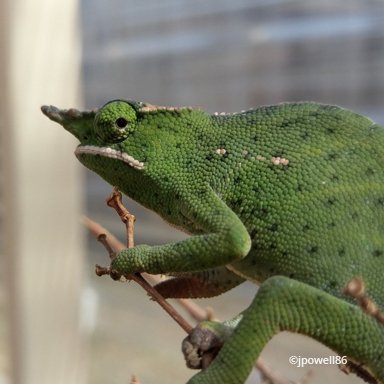 Furcifer willsii