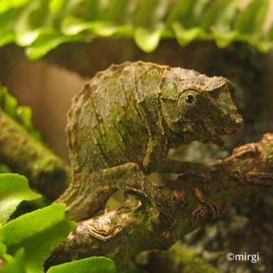 Rhampholeon (Rhampoleon) viridis
