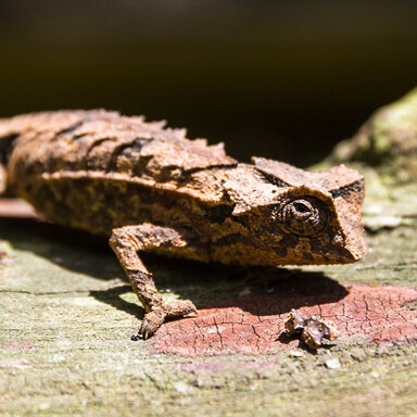 Brookesia brygooi