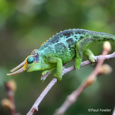 Trioceros jacksonii merumontanus