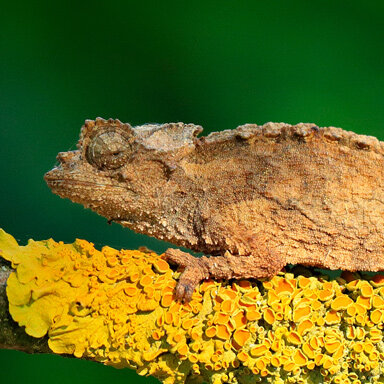 Brookesia ebenaui