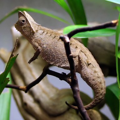 Brookesia superciliaris