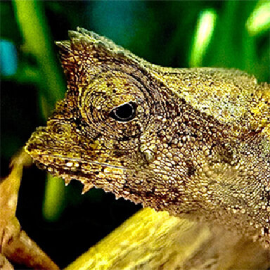 Brookesia therezieni