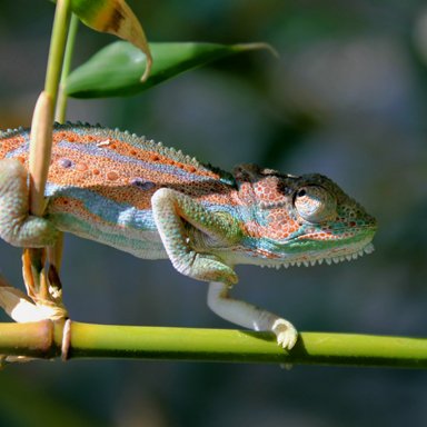 Bradypodion pumilum