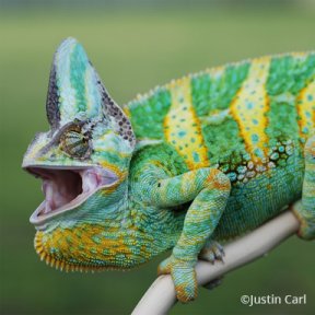 Genus Chamaeleo Chameleon Forums