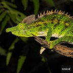 Furcifer antimena