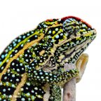 Furcifer campani