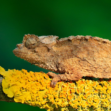 Brookesia ebenaui Chameleon Forums