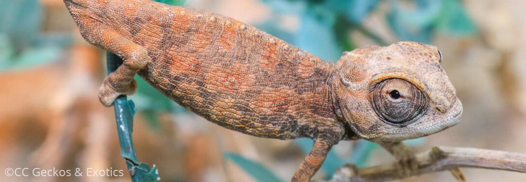 Chamaeleo namaquensis