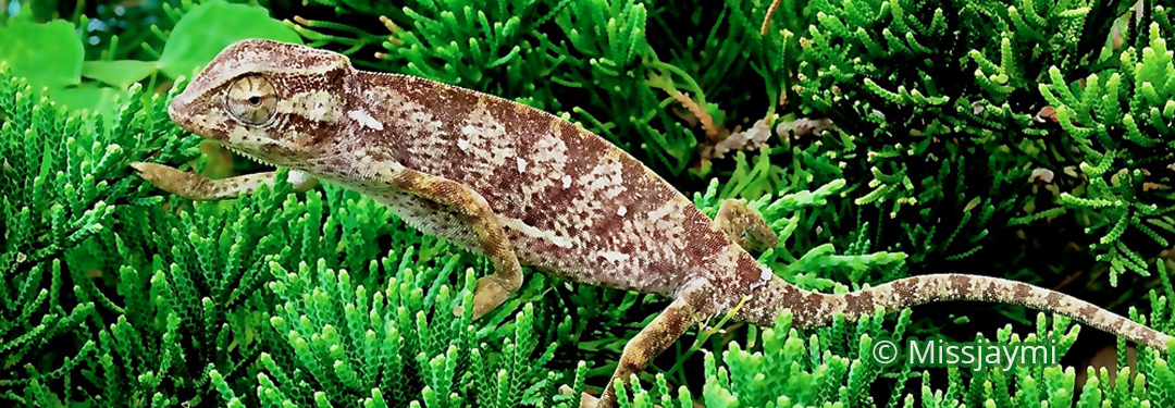 Chamaeleo senegalensis
