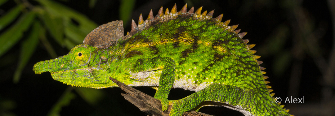 Furcifer antimena