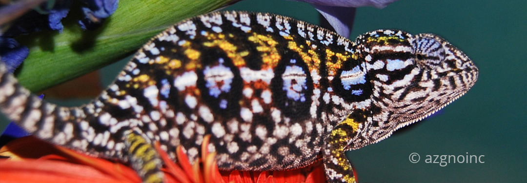 Furcifer lateralis
