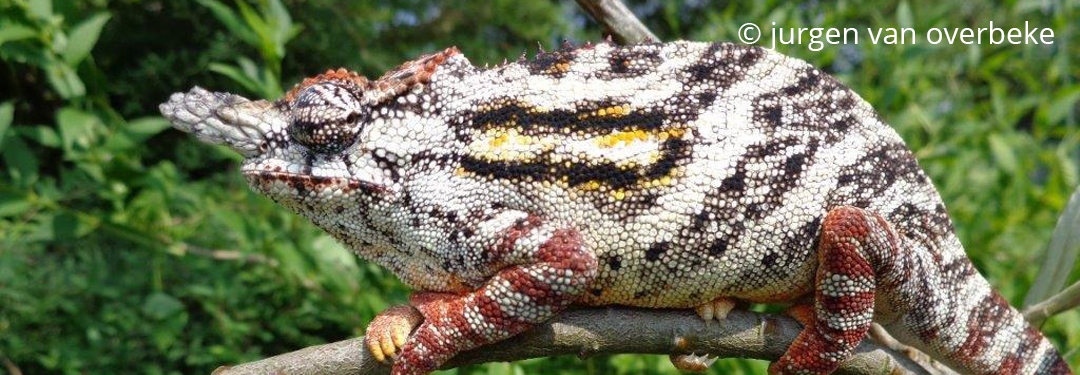 Furcifer minor
