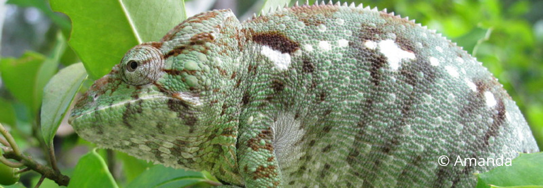 Furcifer oustaleti