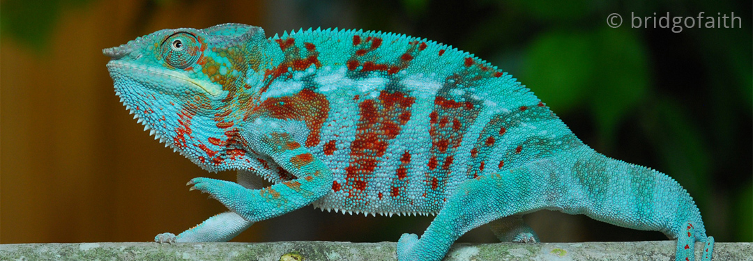 Furcifer pardalis