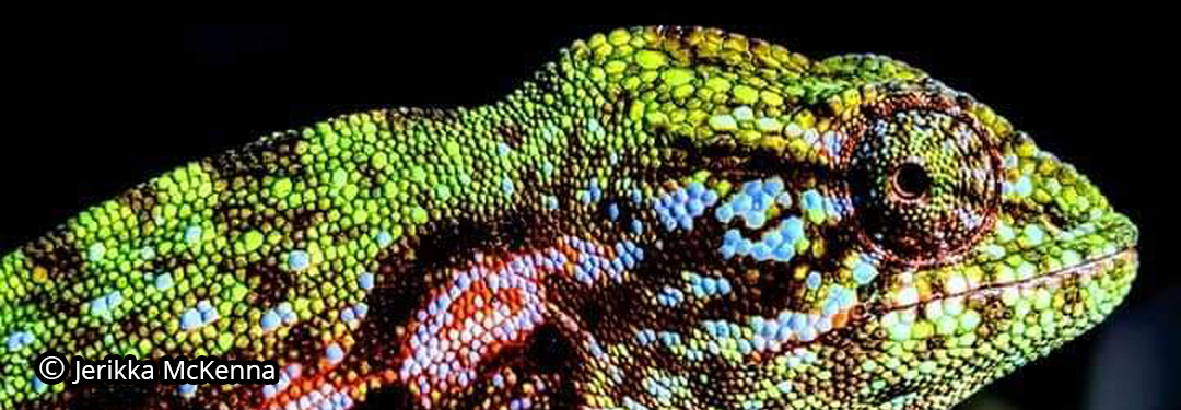 Furcifer viridis