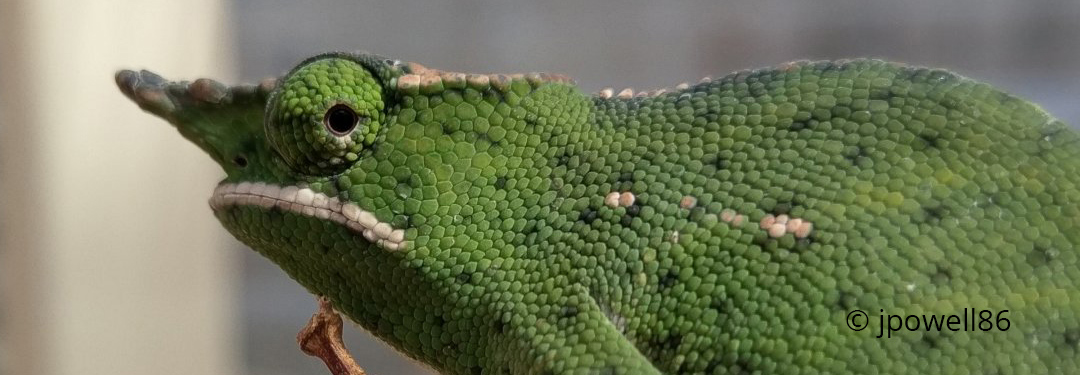 Furcifer willsii