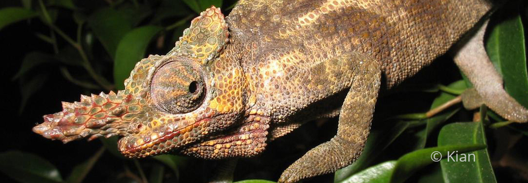 Kinyongia tavetana