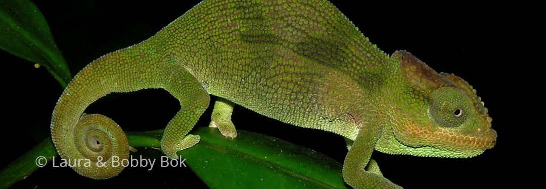 Nadzikambia mlanjensis