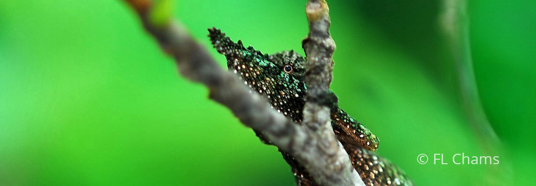 Rhampholeon (Rhampoleon) spinosus