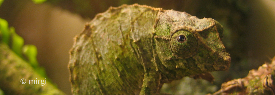 Rhampholeon (Rhampoleon) viridis