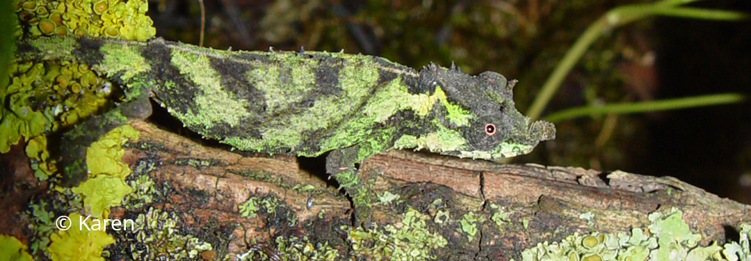 Rhampholeon (Rhinodigitum) acuminatus