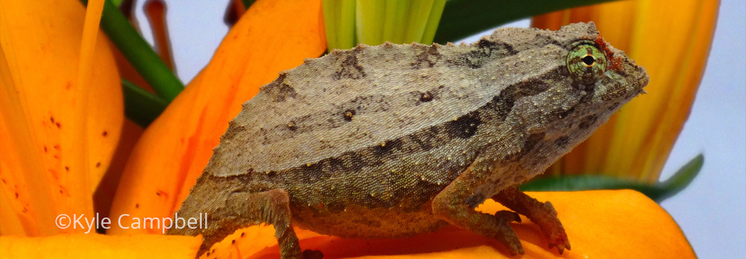 Rieppeleon brevicaudatus