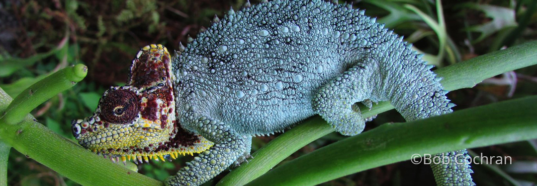 Trioceros hoehnelii