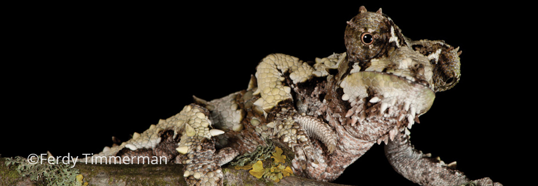 Trioceros laterispinis