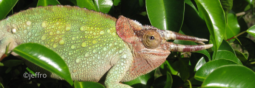 Trioceros werneri