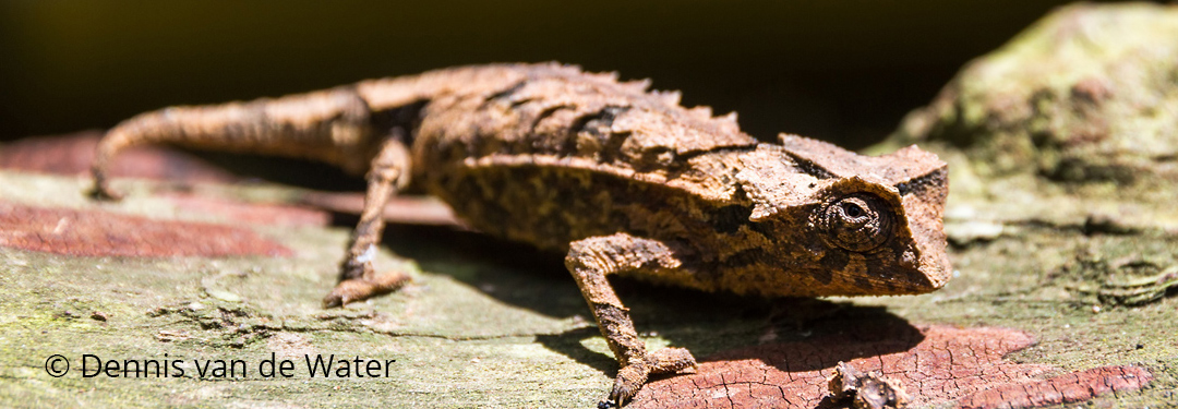 Brookesia brygooi