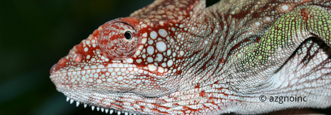 Furcifer verrucosus verrucosus